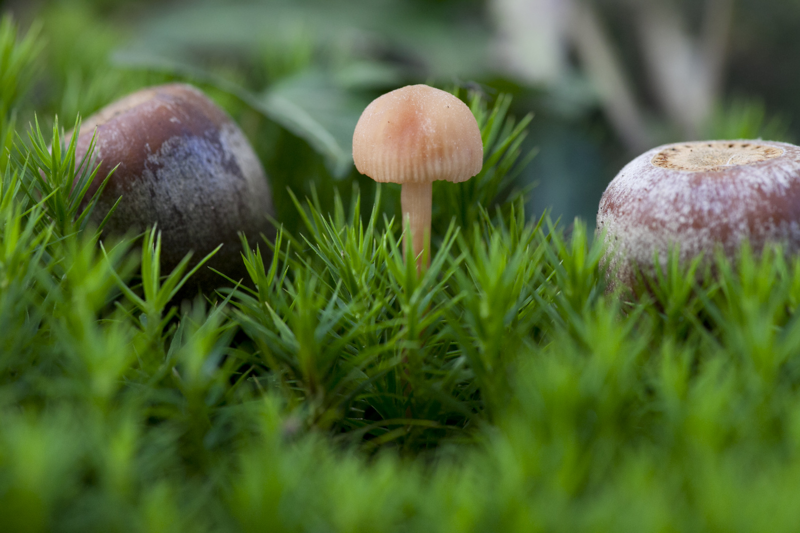 Pilz konkuriert mit Eicheln in Schärfe und Unschärfe. 