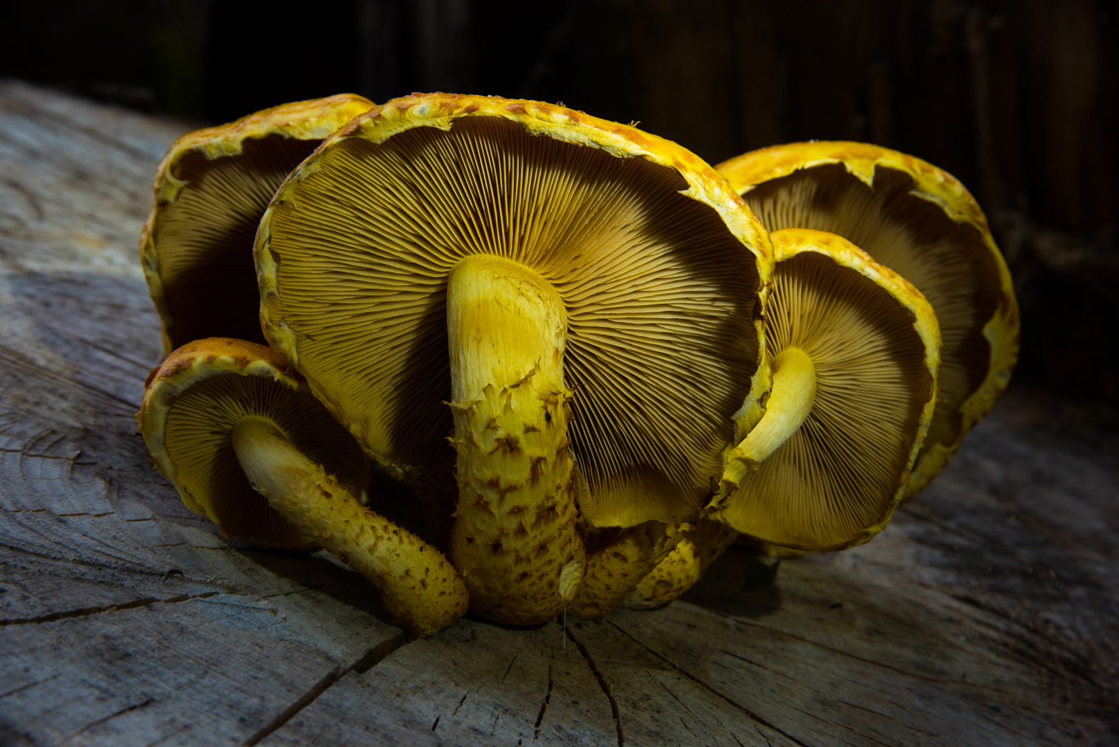 Pilz Lamellen