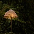 Pilz-Lampe