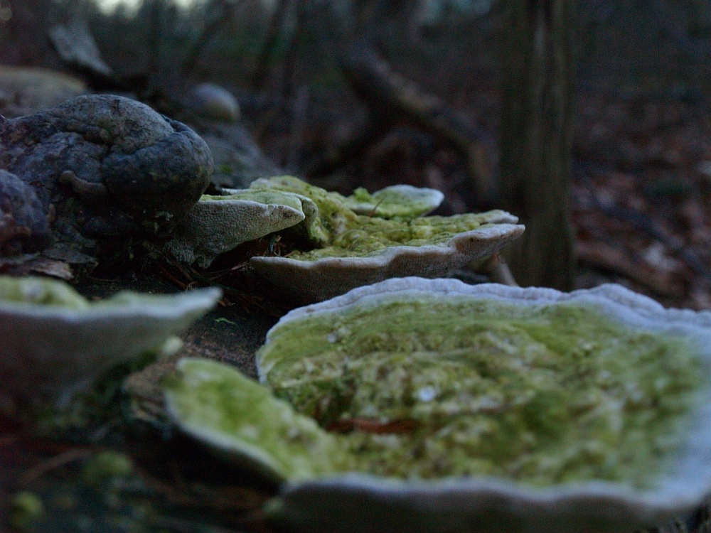 Pilz-Landschaft