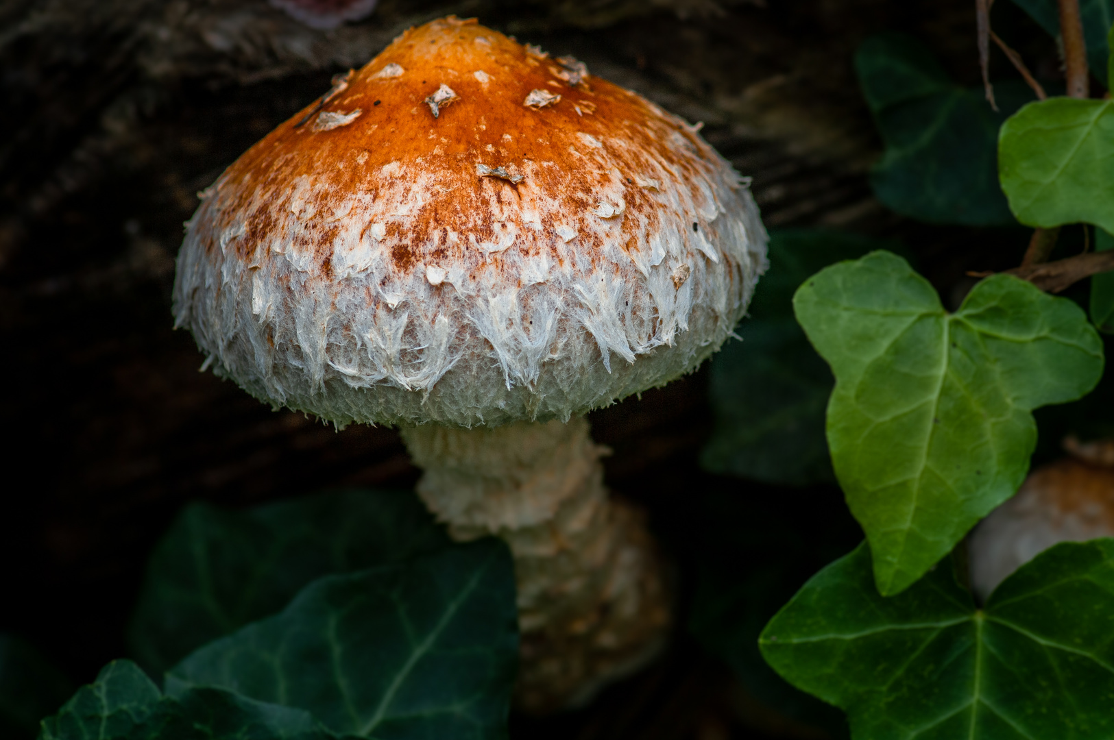 Pilz (Leratiomyces squamosus)