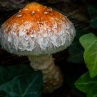 Pilz (Leratiomyces squamosus)