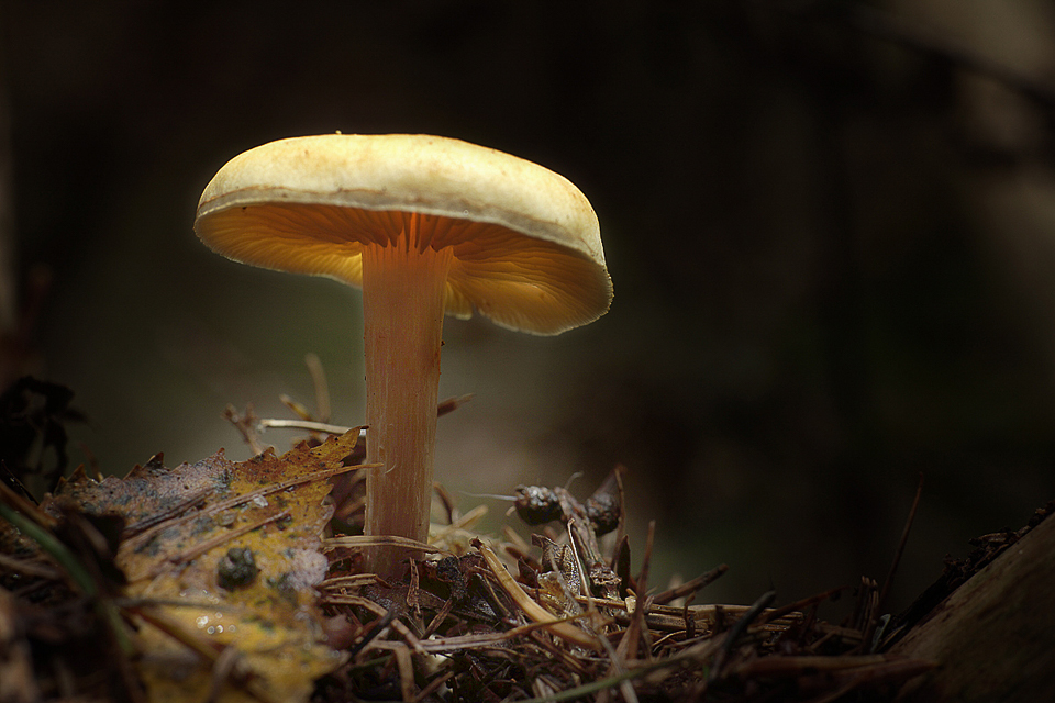 Pilz Leuchte