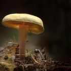 Pilz Leuchte