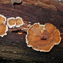 PILZ LX: Ob das wohl der Zottige Eichenschichtpilz (Stereum gausapatum) ist?