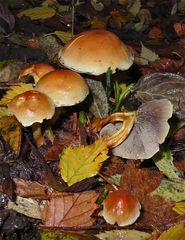 PILZ LXI: Diese Gruppe wächst bei uns im Garten unter Sträuchern im Falllaub.