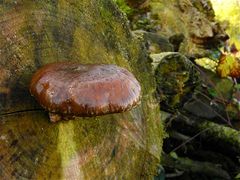 PILZ LXIII: Ein Pappelschüppling (Pholiota populnea), in dem sich . . .