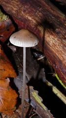 PILZ LXIX: Das ist wohl  einer der grazilen Helmlinge - Gattung Mycena.