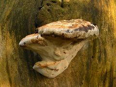 PILZ LXV: Offenbar ein junger Zunderschwamm (Fomes fomentarius) an Pappel.