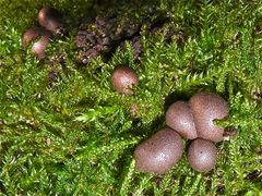 PILZ LXVI: Welcher Bovist mag das sein? Keiner, ein Schleimpilz: Lycogala epidendrum