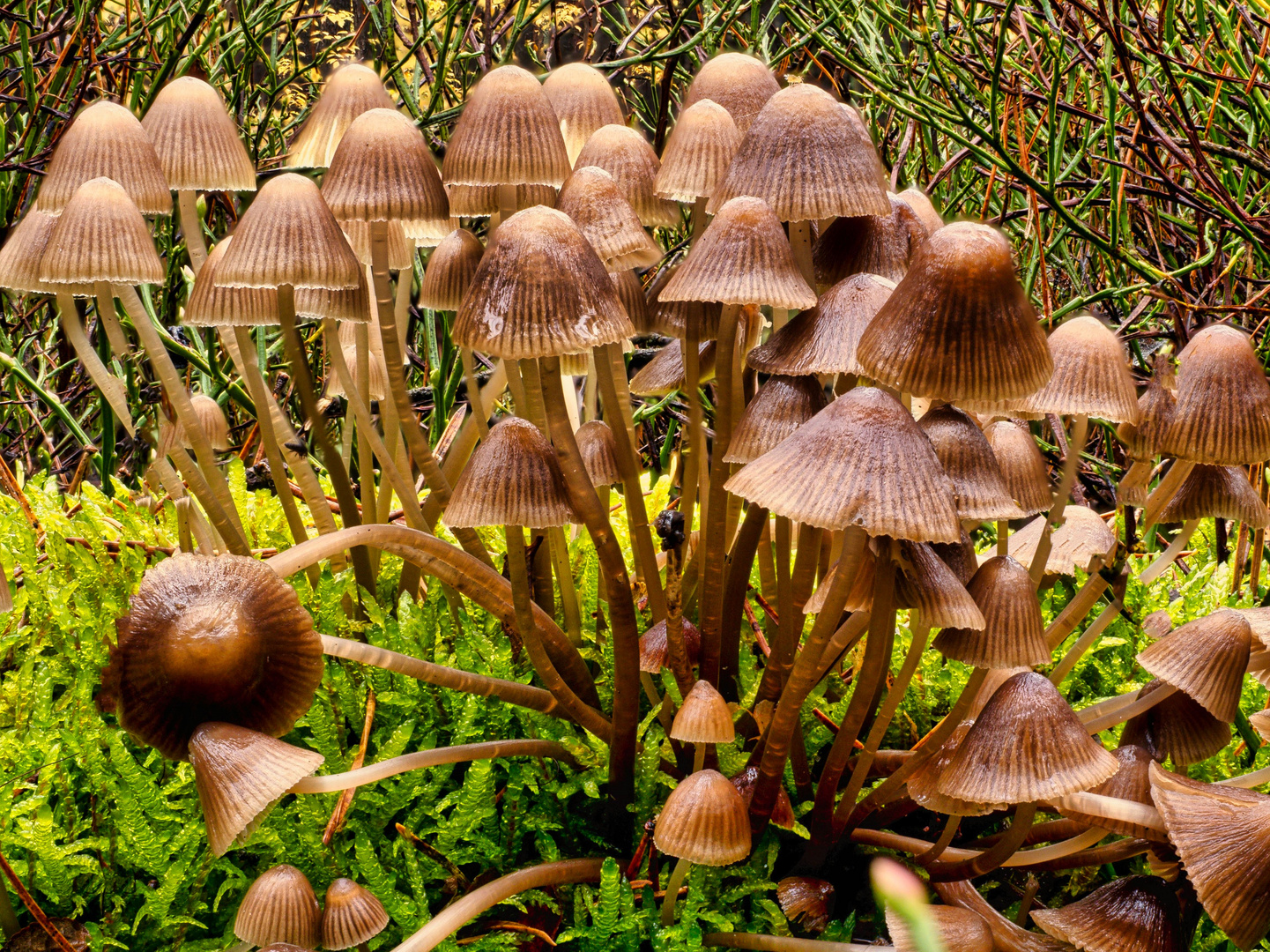 Pilz Macro 2