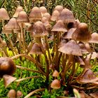 Pilz Macro 2