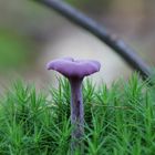 Pilz Macro 2