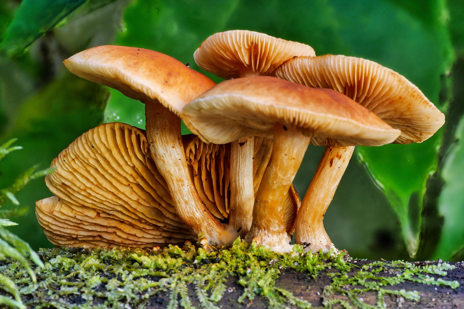 Pilz Macro