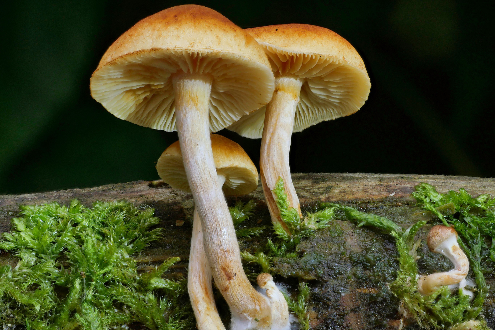 Pilz Macro