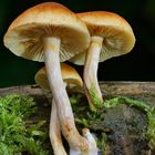 Pilz Macro