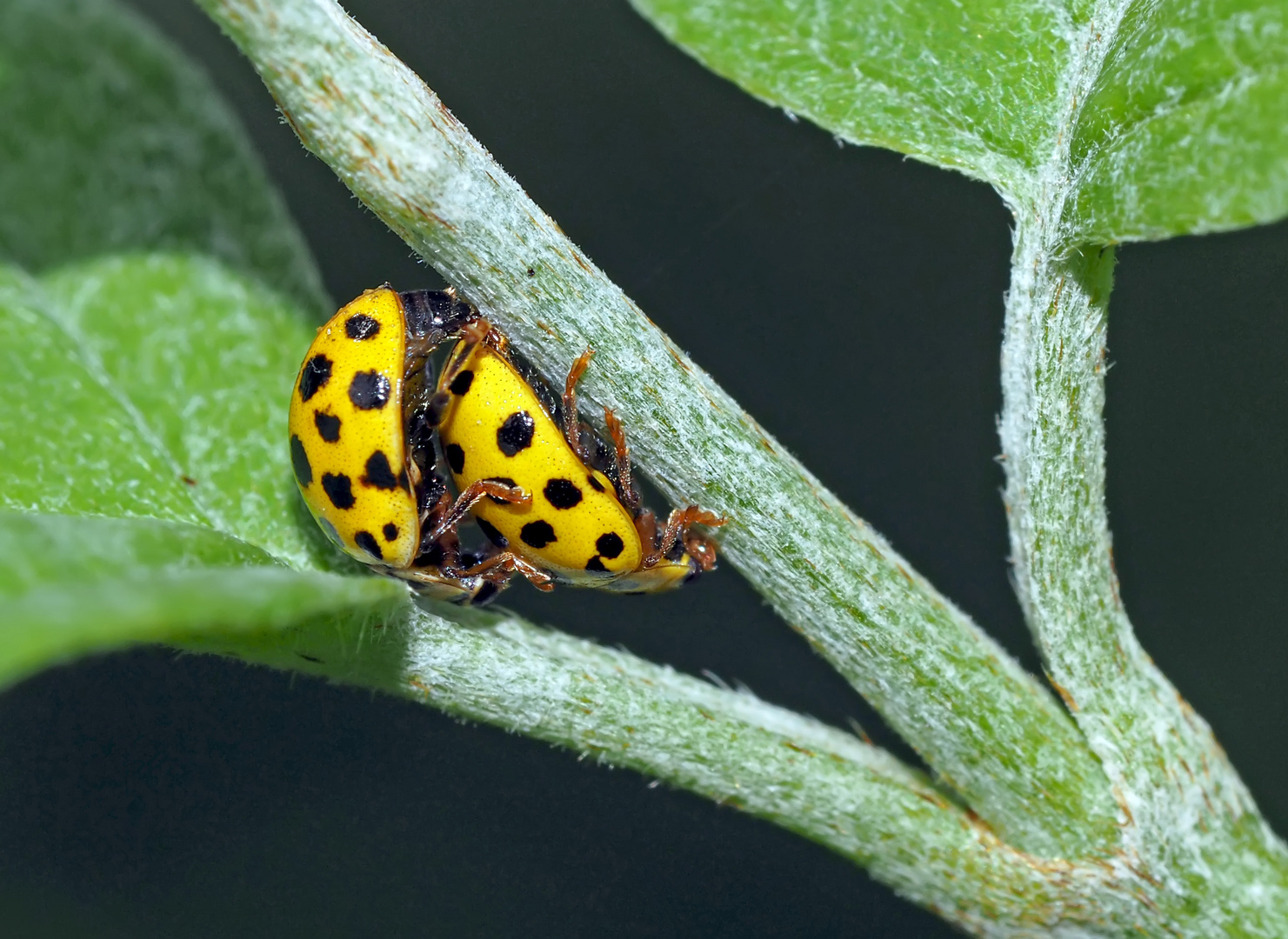 Pilz-Marienkäfer (Psyllobora vigintiduopunctata) - Coccinelles jaunes à vingt-deux points.