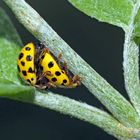 Pilz-Marienkäfer (Psyllobora vigintiduopunctata) - Coccinelles jaunes à vingt-deux points.