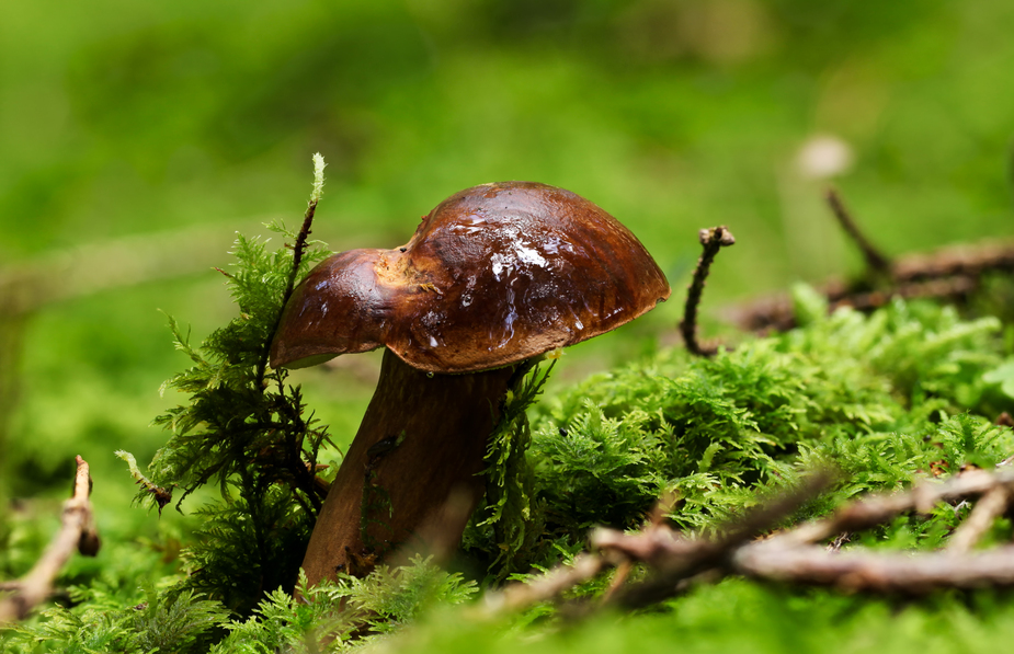 Pilz - Maronenröhrling