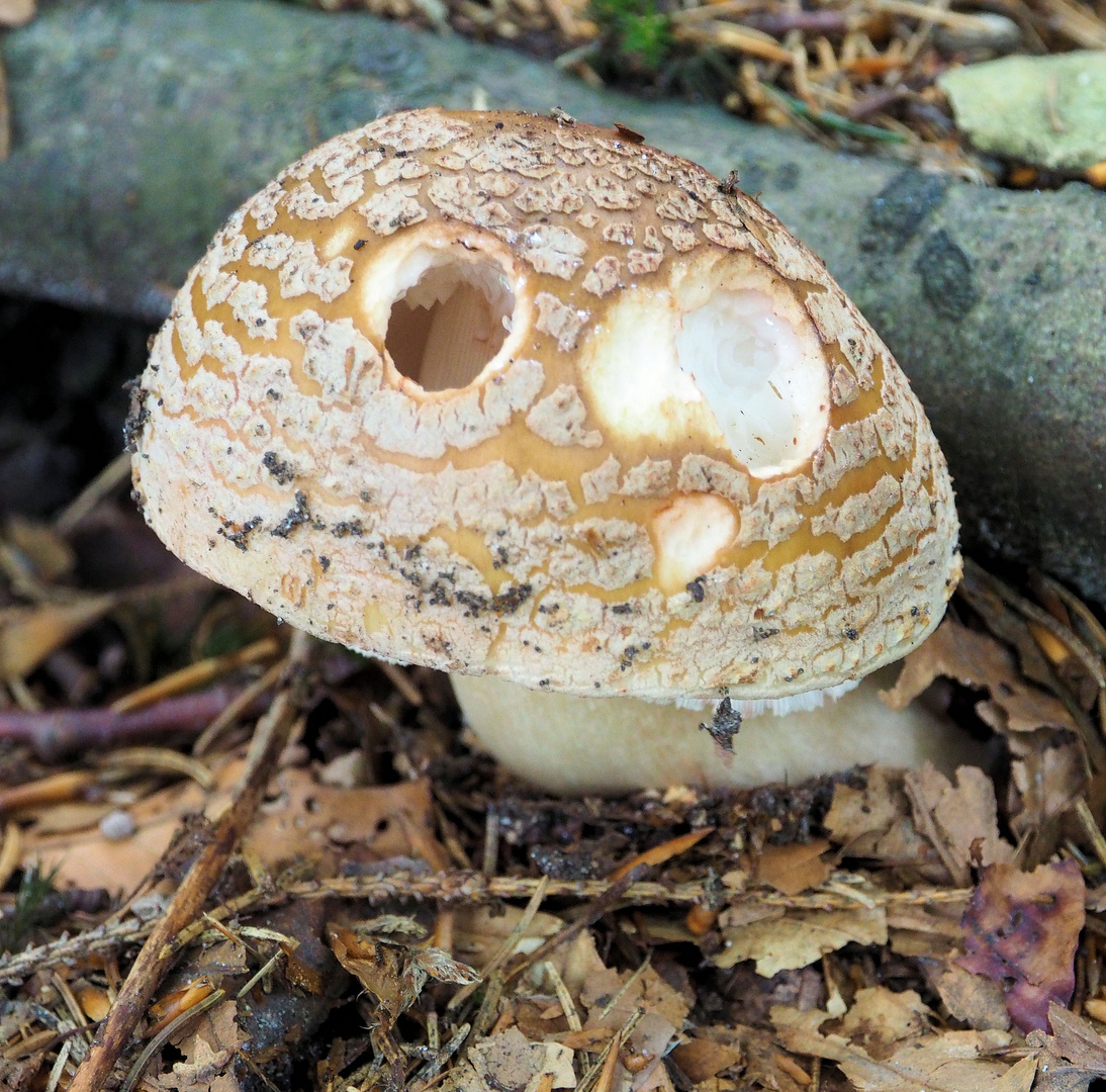 Pilz mit Augen