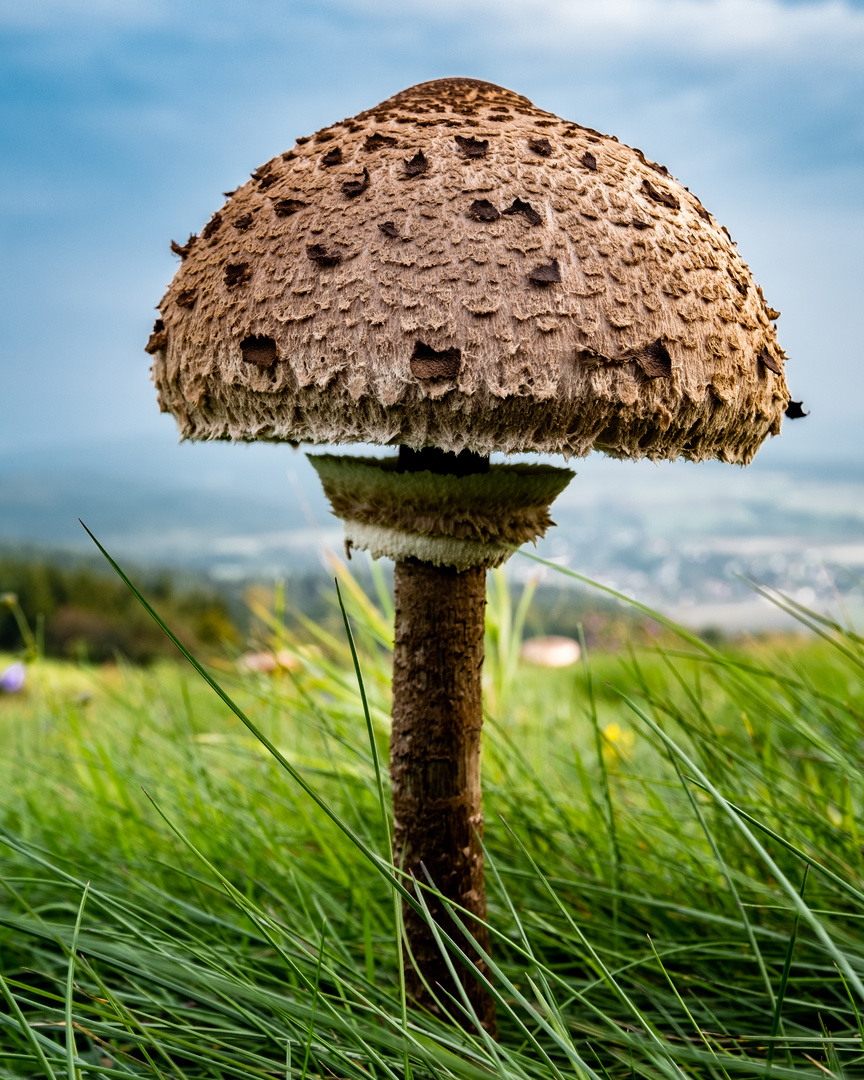 Pilz mit Aussicht