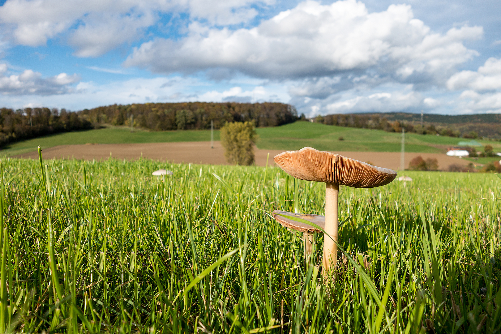 Pilz mit Aussicht