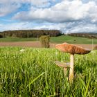 Pilz mit Aussicht