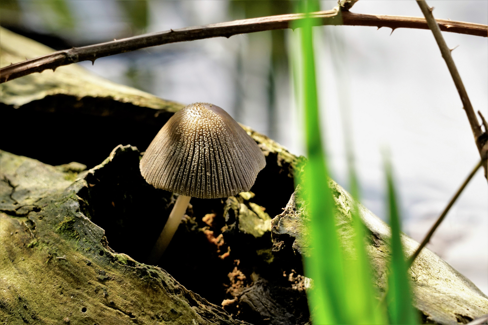 Pilz mit Aussicht