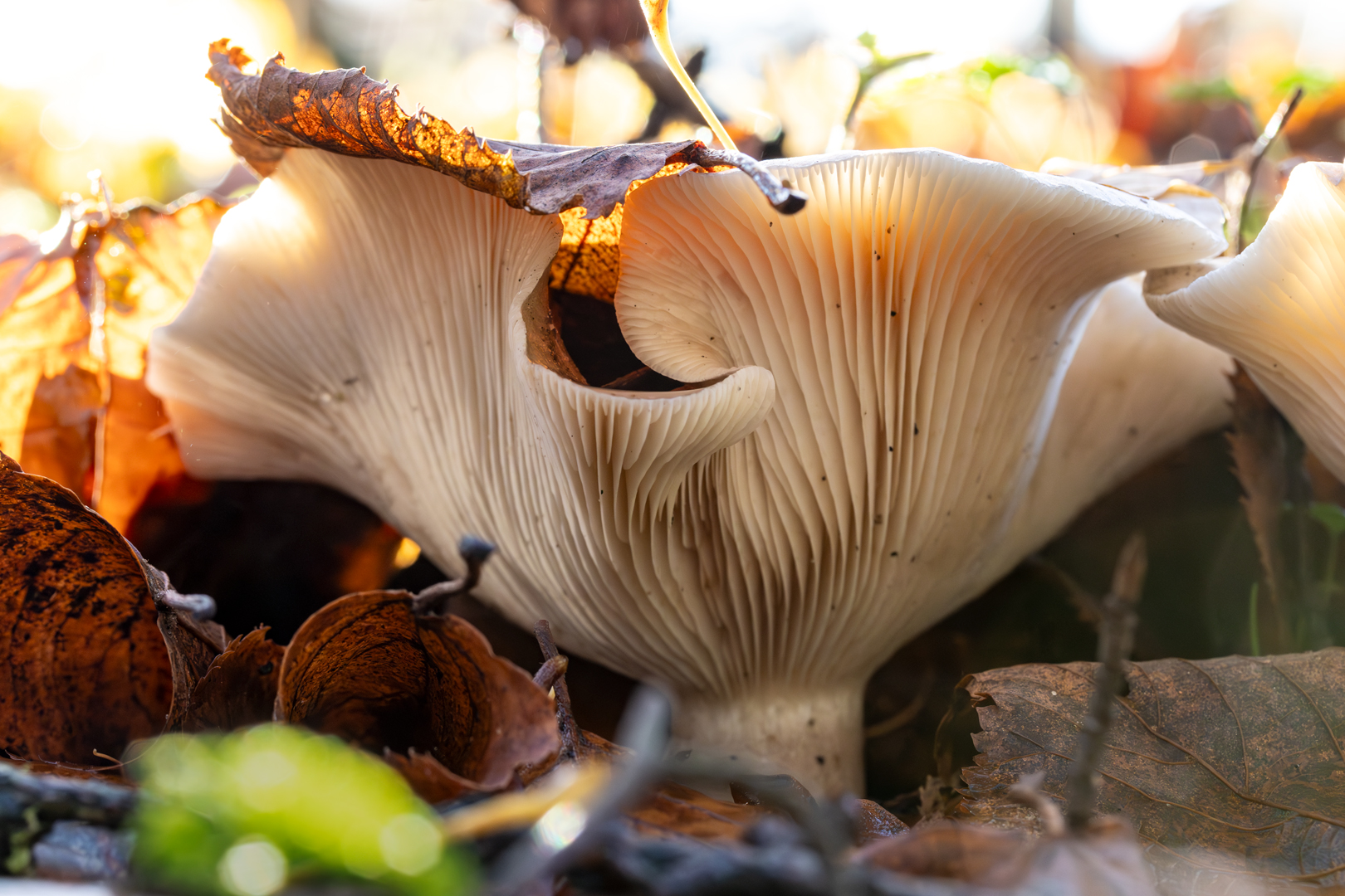 Pilz mit Balkon