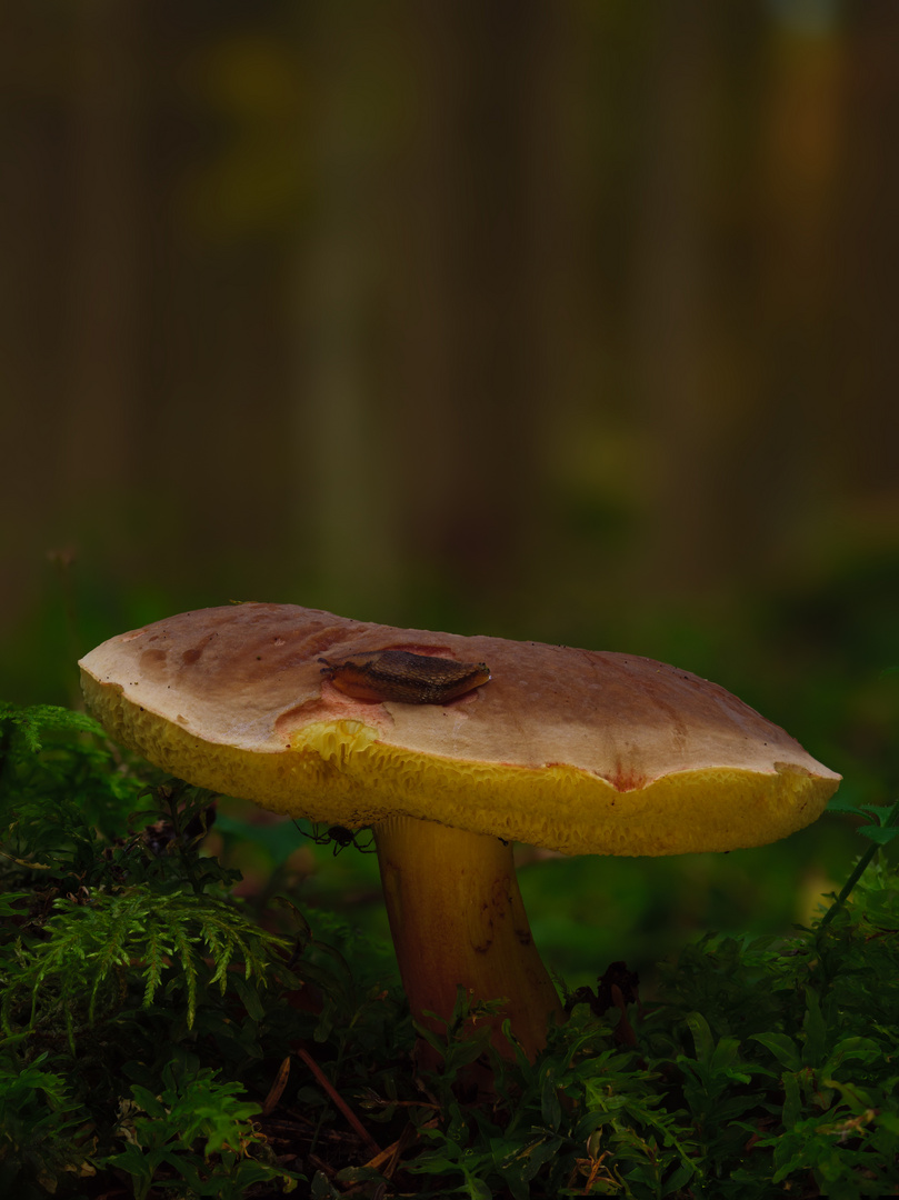 Pilz mit Besucher