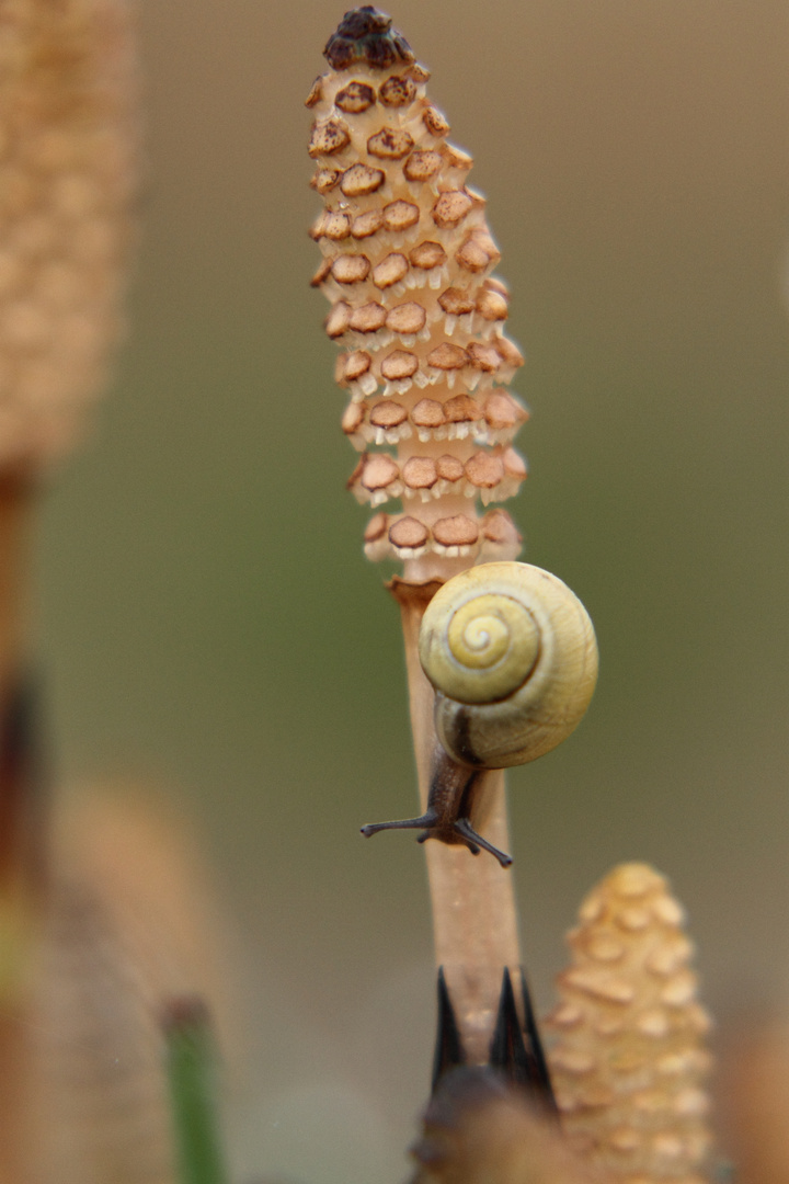 "Pilz" mit Besucher-ist kein Pilz ;)