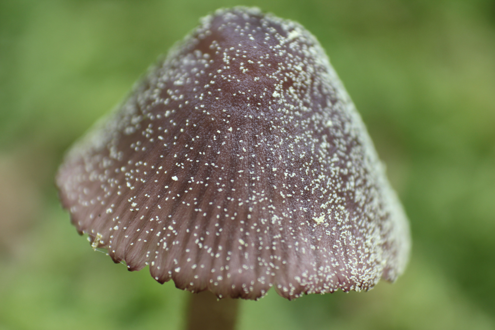 Pilz mit Blütenpollen