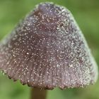 Pilz mit Blütenpollen