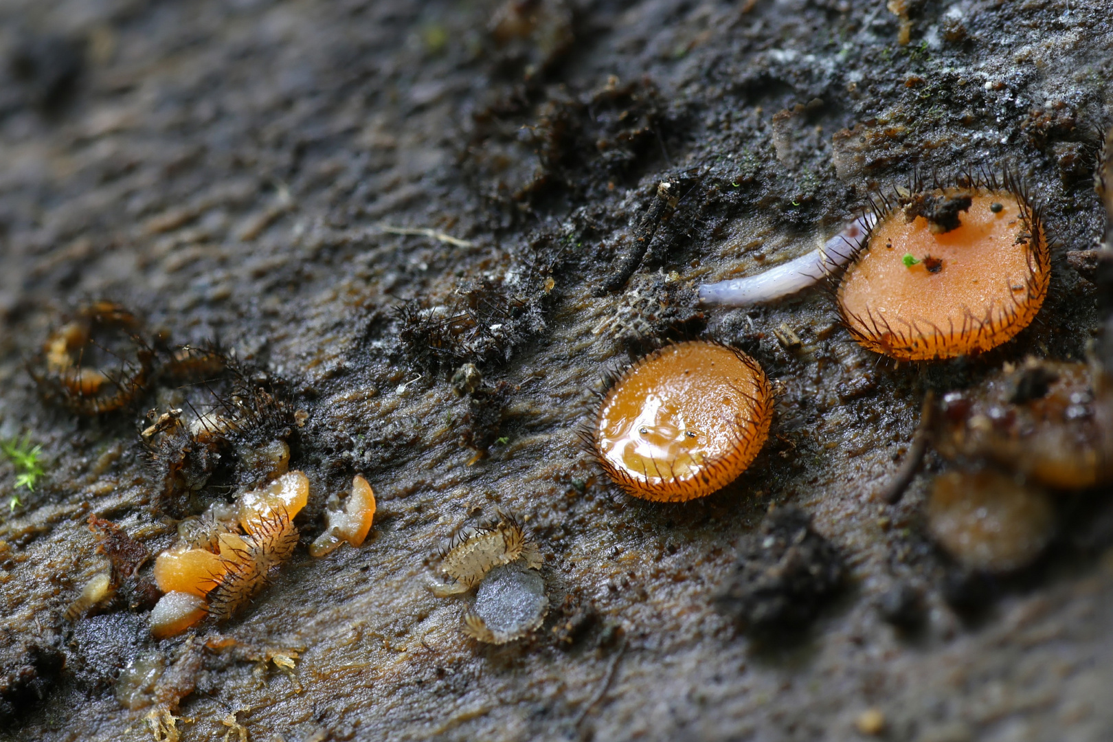 Pilz mit Borsten