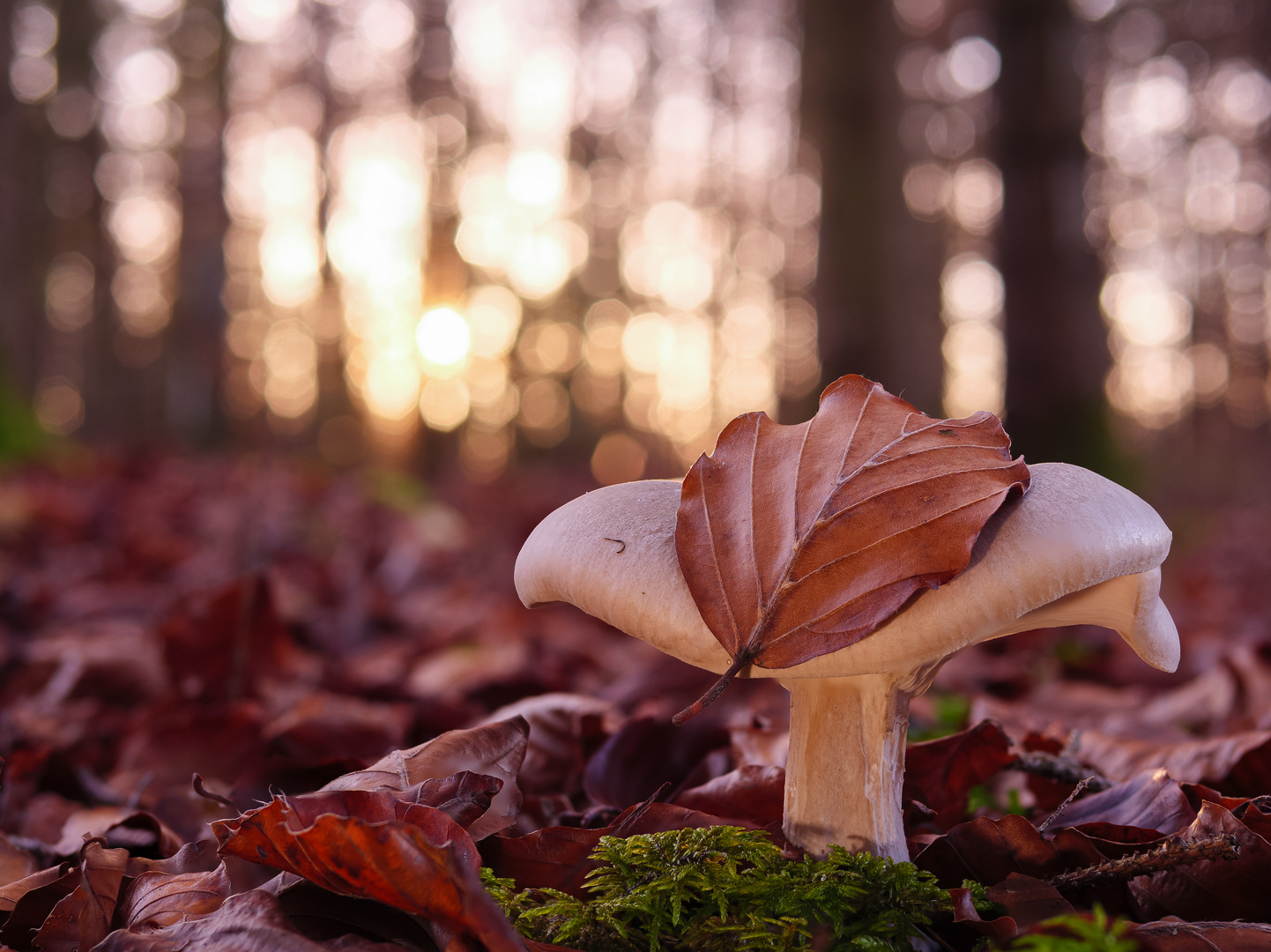 Pilz mit Deko im Gegenlicht