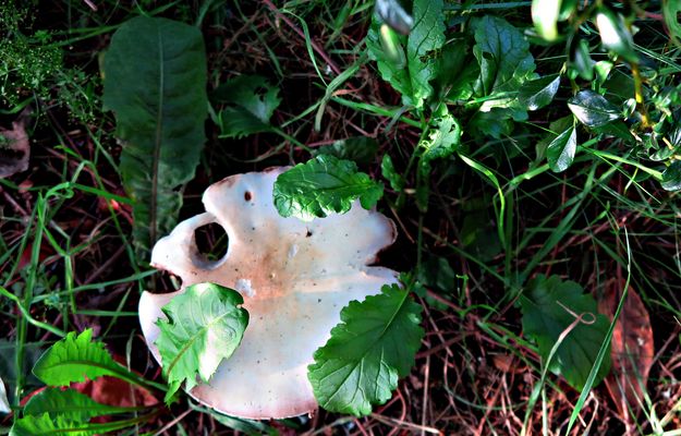 PILZ MIT DURCHBLICK (I)