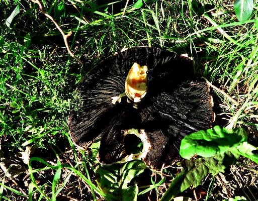 PILZ MIT DURCHBLICK (II)