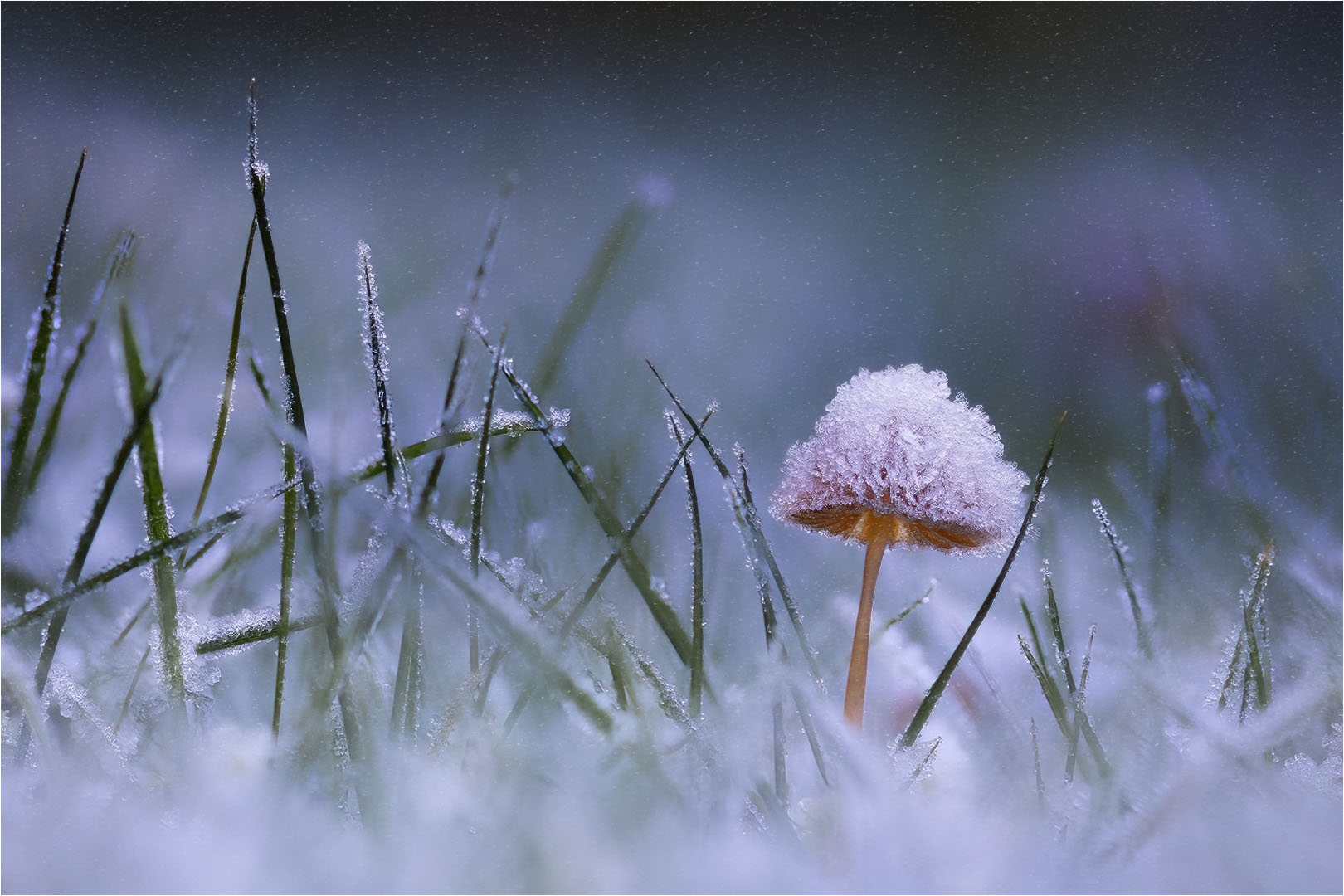 Pilz mit Eismantel