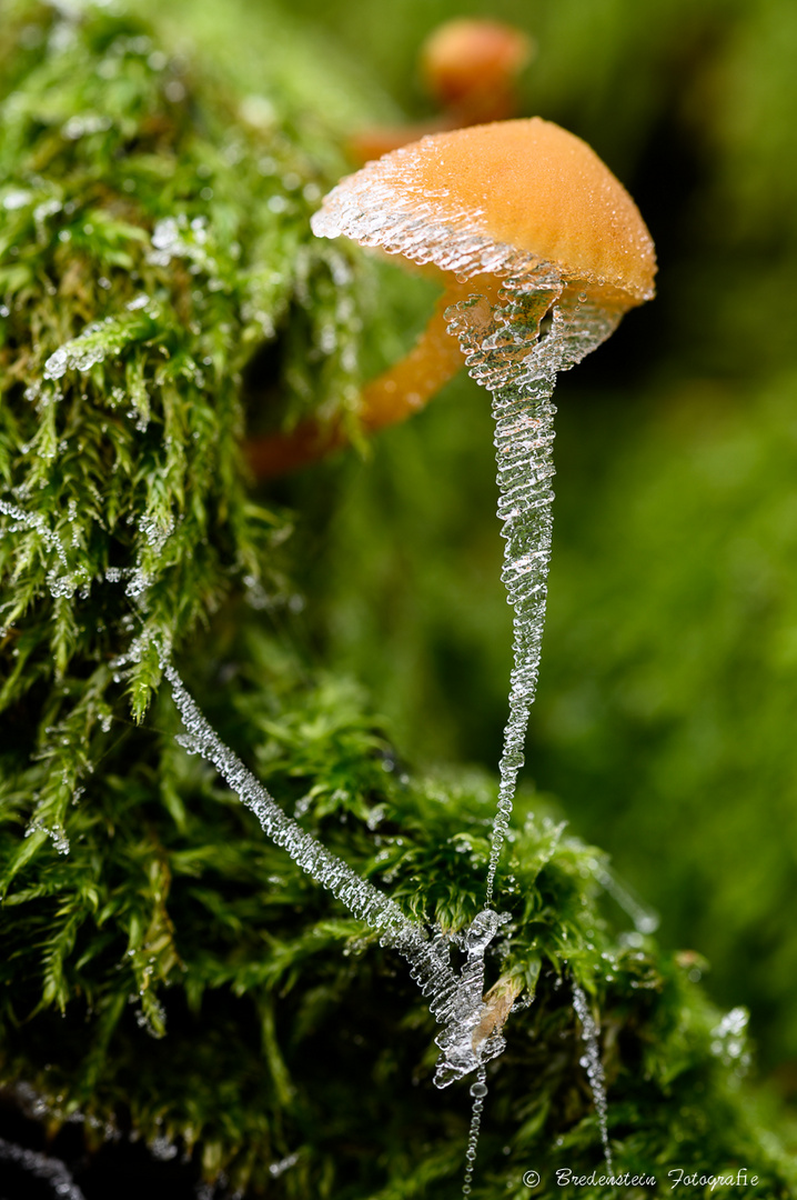 Pilz mit Eiszapfen