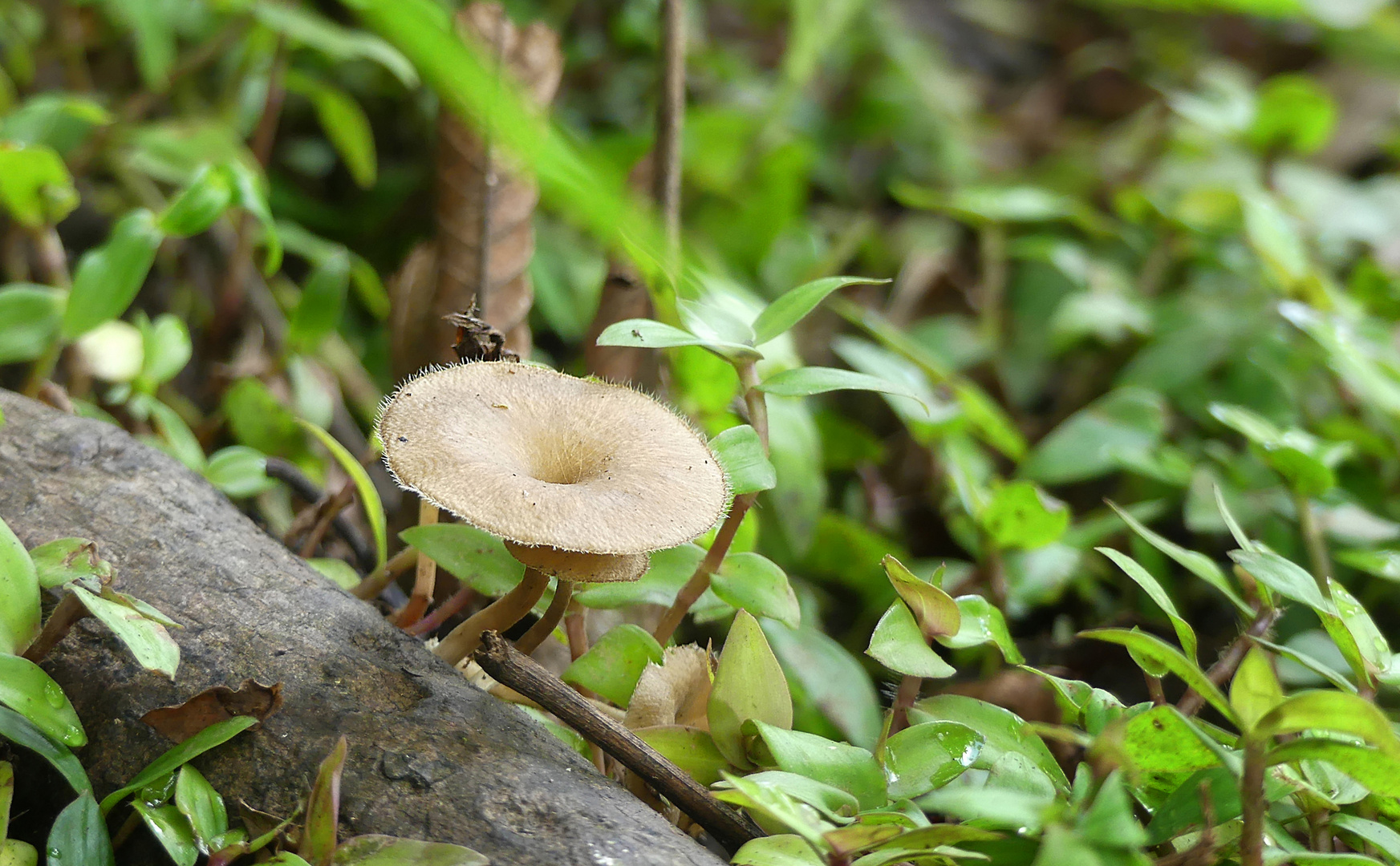 Pilz mit feinen Fransen