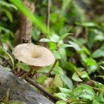 Pilz mit feinen Fransen