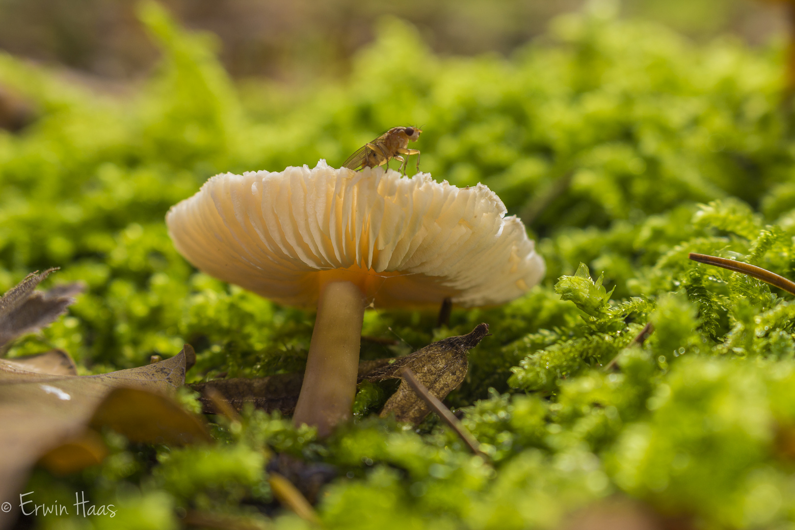 Pilz mit Fliege