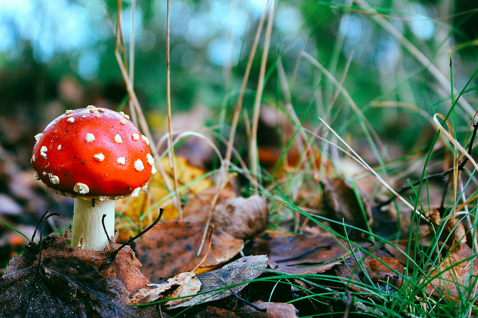 Pilz mit Gedöns