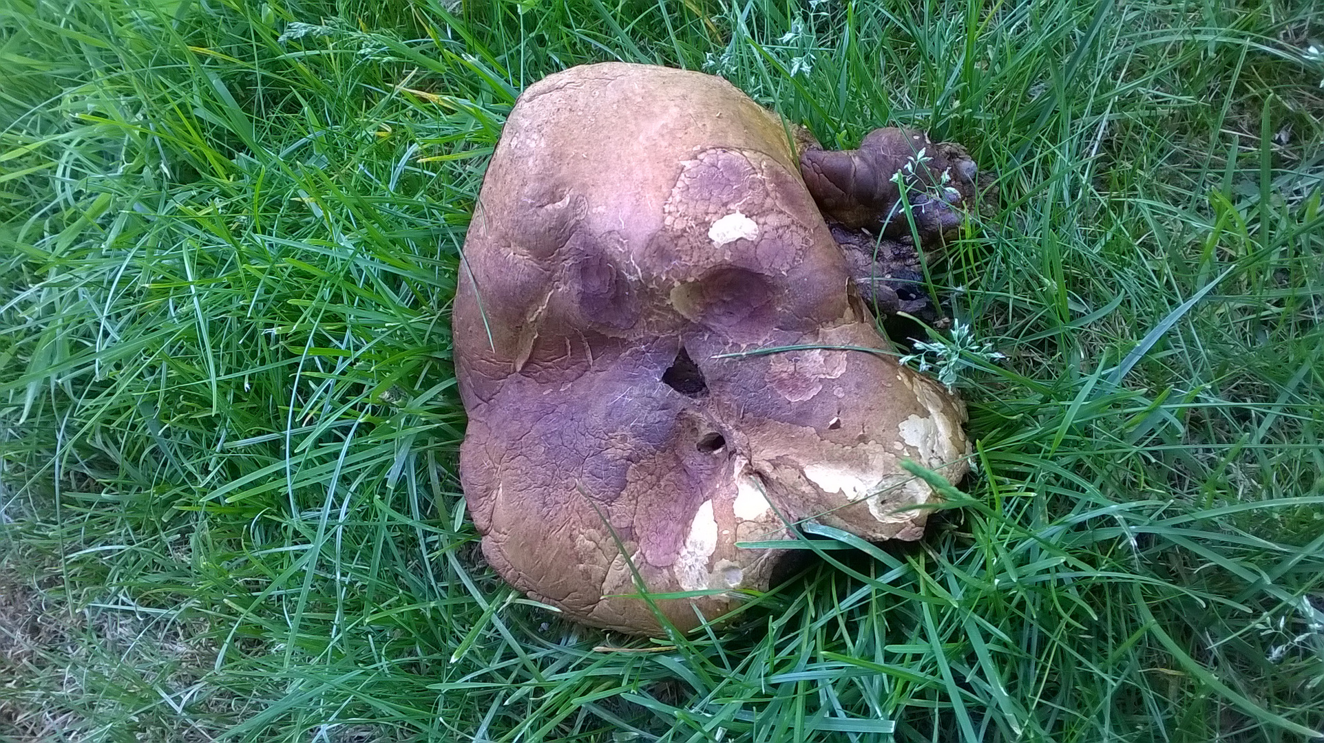 Pilz mit Gesichtszügen