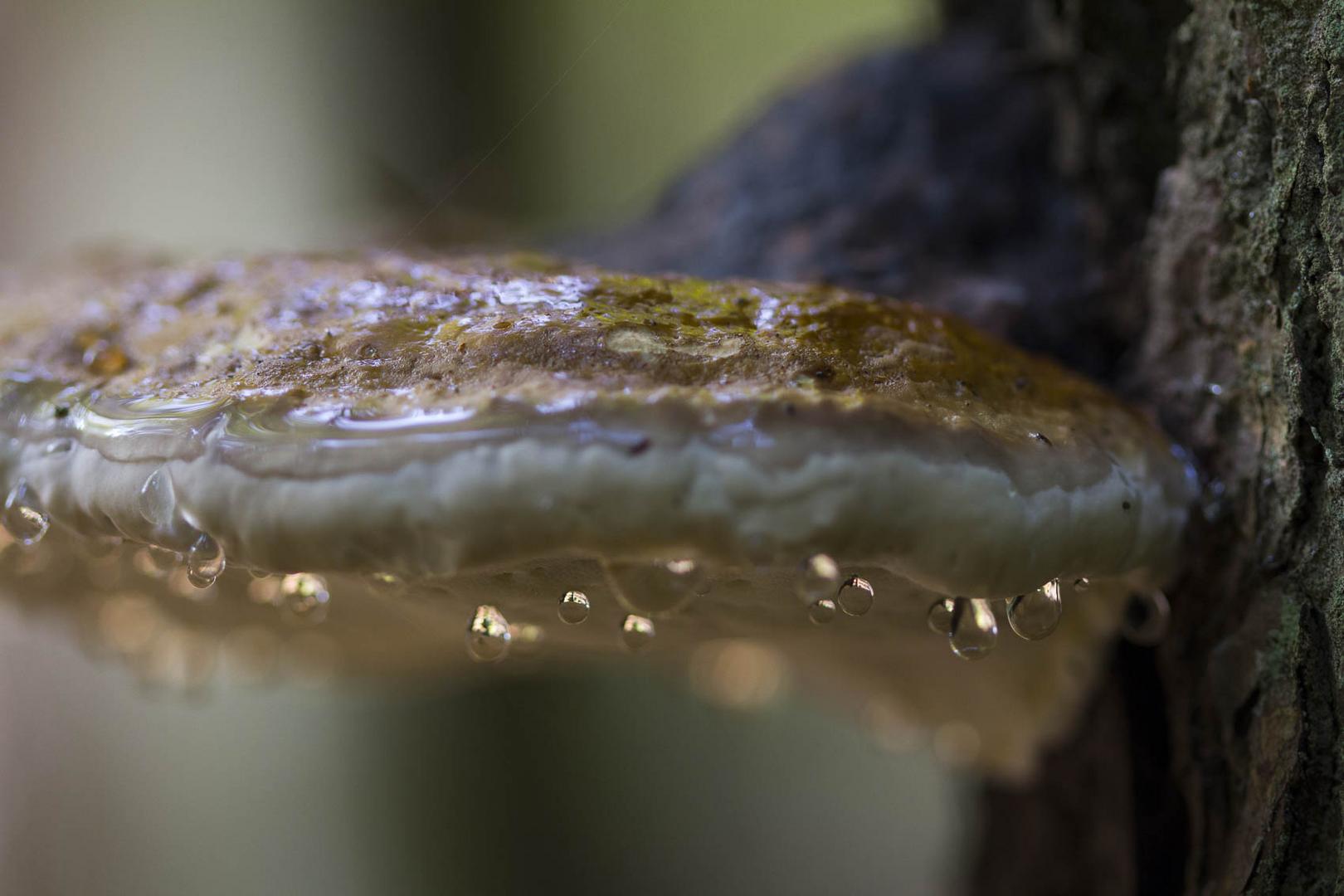 Pilz mit Harztropfen