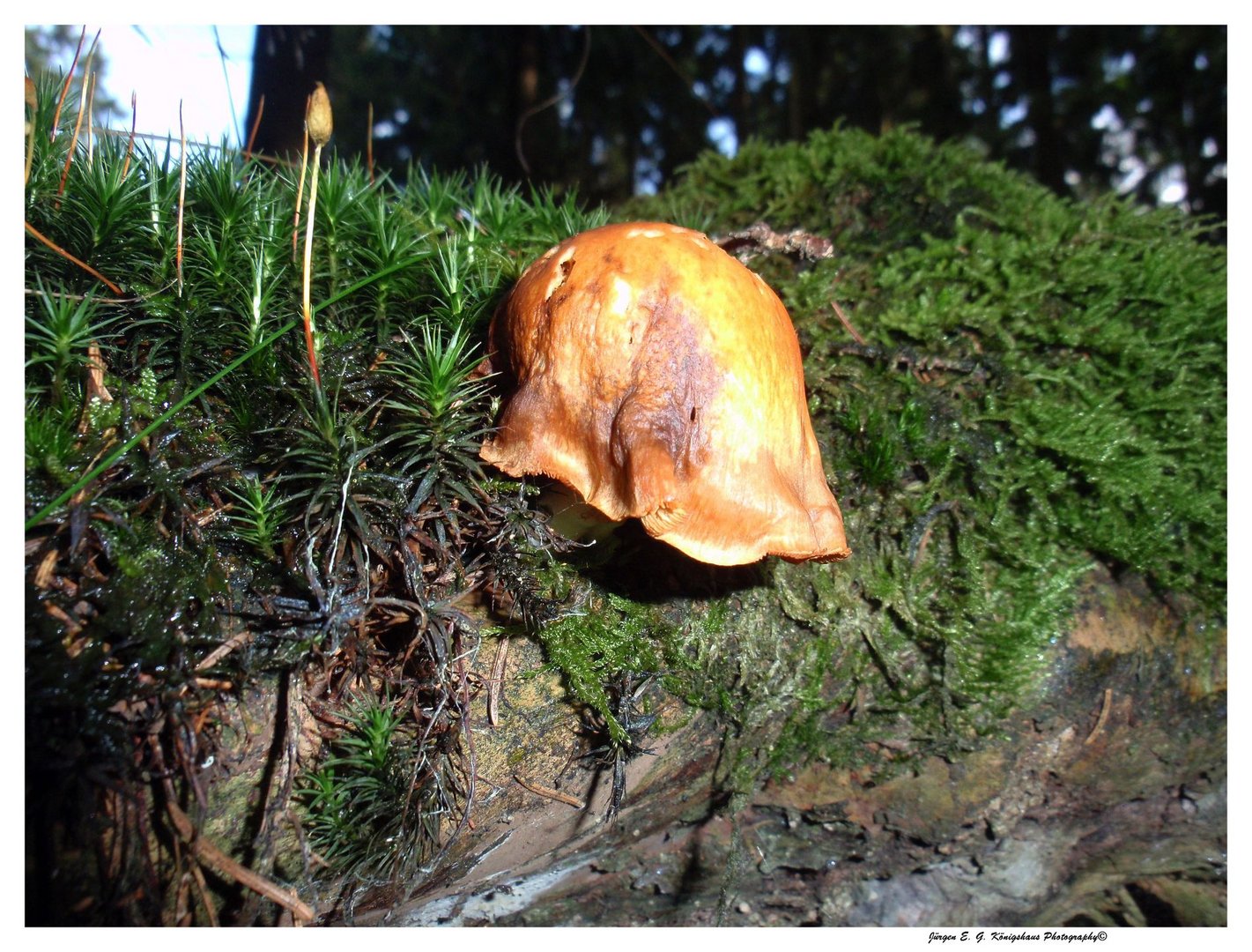 Pilz mit Haube