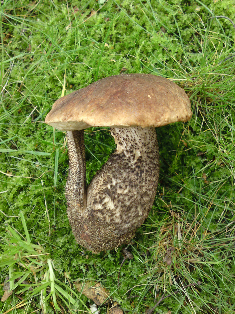 Pilz mit Henkel