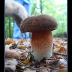 Pilz mit Hund