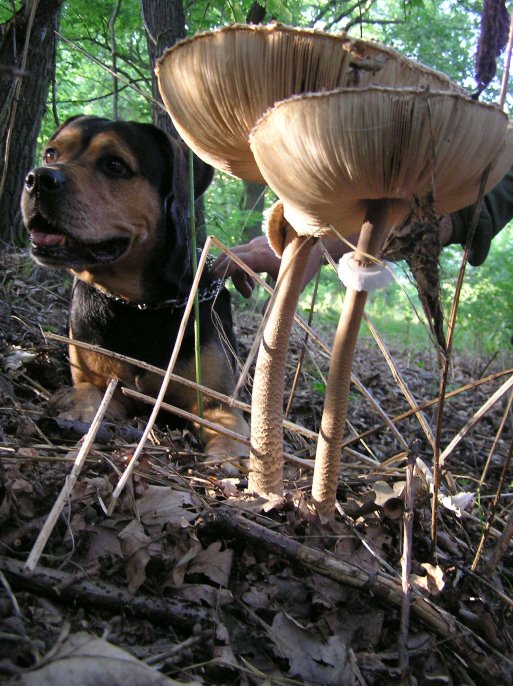 Pilz mit Hund