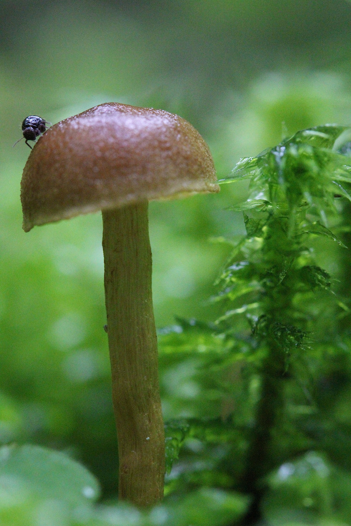 Pilz mit Käfer